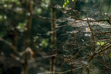 Dew drops on spider web in forest.