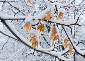 Yellow leaves of a maple and branches of trees covered with white snow. Winter day