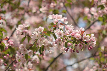 Garden of Eden with blooming apple trees - closeup.
