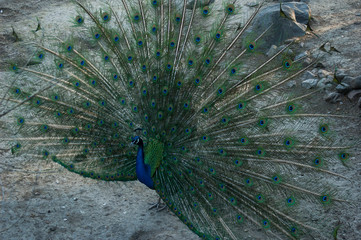 Obraz premium peacock