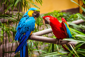 Obraz premium Blue-and-Yellow-Macaw. Parrot