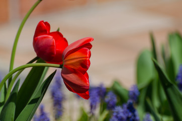 Naklejka premium rote Tulpen