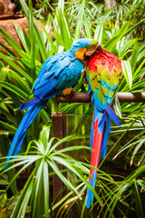 Blue-and-Yellow-Macaw. Parrot