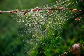 Dew drops on spider web in forest.
