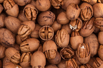 walnut texture with shell 2