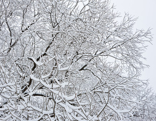 White snow on the branches of the trees. Winter day