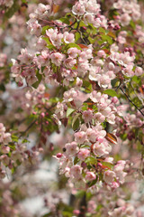Naklejka premium Garden of Eden with blooming apple trees - closeup.