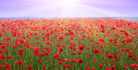 The rays of the sun above the poppy field. Red poppies in the field during the sunset_