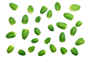 Mint leaves isolated on white background