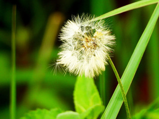 dandelion on green background