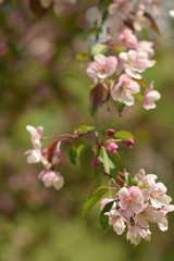 Garden of Eden with blooming apple trees - closeup.