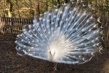 White peacock spread its tail