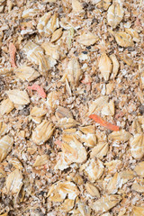  natural  muesli  background with barley and carrot. for horse.  macro shot