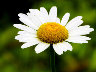 Obraz premium daisy in grass