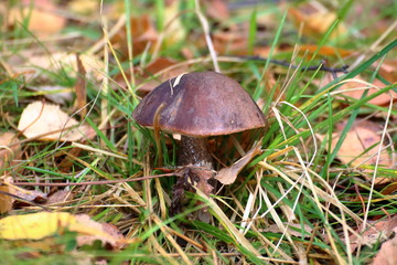 Mushroom in the autumn forest