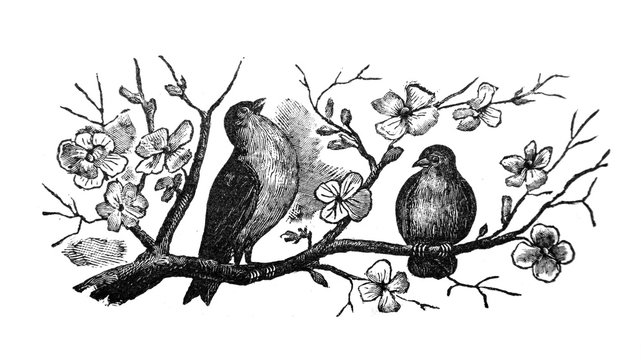 Spring, Birds - Vintage Engraved Illustration - 1893