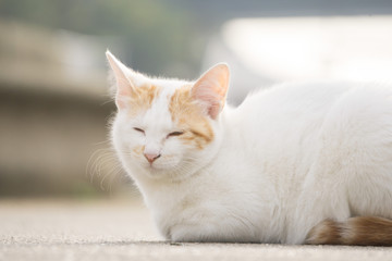 居眠り 野良猫