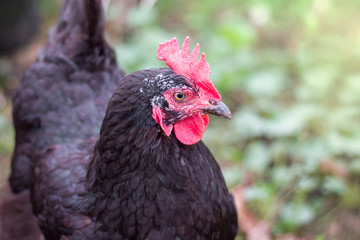 Portrait of a black chicken close-up in profile_