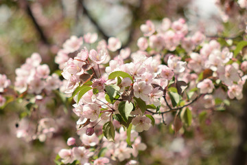 Garden of Eden with blooming apple trees - closeup.