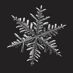 White snowflake on black background. Vector illustration based on macro photo of real snow crystal: elegant stellar dendrite with fine hexagonal symmetry, ornate shape and complex details.