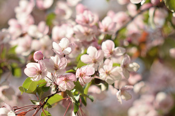 Naklejka na ściany i meble Garden of Eden with blooming apple trees - closeup.
