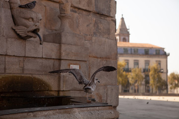 Seagull swim, bath, and fly at the old fountain