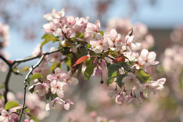 Garden of Eden with blooming apple trees - closeup.