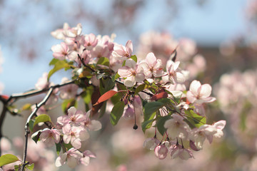 Garden of Eden with blooming apple trees - closeup.