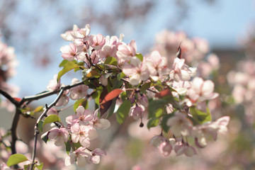 Garden of Eden with blooming apple trees - closeup.