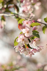 Garden of Eden with blooming apple trees - closeup.