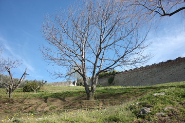pietrasanta, city of art and beauty of high Tuscany in Italy. a luxuriant garden and the walls of the fortress of the medieval castle