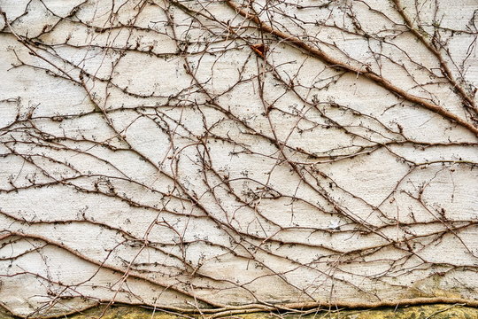 lichen and other plants on grunchy wall