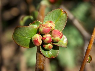 buds decorative plants in the spring