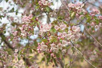 Garden of Eden with blooming apple trees - closeup.