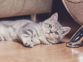 Portrait of small striped kitten laying on floor.