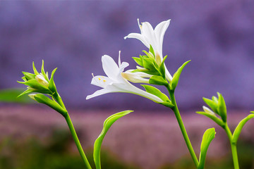 White flowers hosta on the purple background. Flowering hosta_