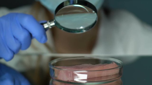 Professional lab worker looking at meat sample in petri dish through magnifier