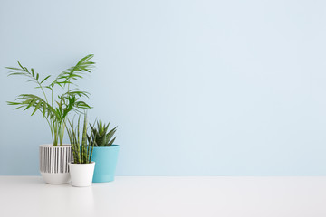 Plants on a desk. Home decor mock up. Blue wall background.