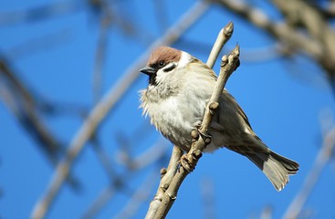 Sparrow on a tree branch against blue sky, closeup