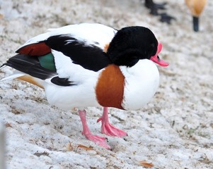 White duck in the snow