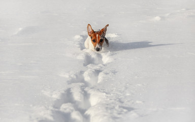 Small Jack Russell terrier running in deep snow, only her head visible.