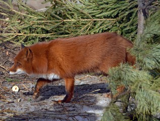 red fox in the forest