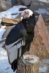 Andorran condor