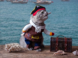 Funny kitten in a pirate costume