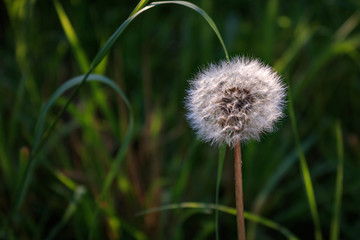 Single dandelion flower (Taraxacum officinale) with green grass background in summer, close up and selective focus
