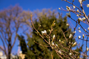 Colorful landscape of purple flowers in the spring season. Amazing background with magnolia tree. Beautiful pink magnolia petals on blue sky background. Blooming branch of magnolias attractive flower.