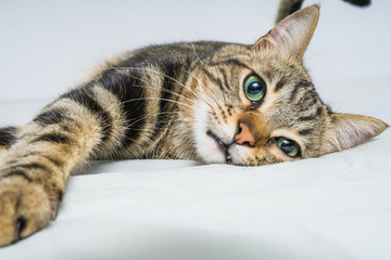 Beautiful short hair cat lying on the bed at home