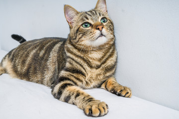 Naklejka premium Piękny, krótkowłosy kot leżący na łóżku w domu