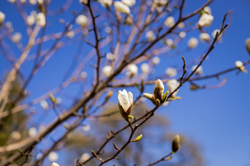 Colorful landscape of purple flowers in the spring season. Amazing background with magnolia tree. Beautiful pink magnolia petals on blue sky background. Blooming branch of magnolias attractive flower.