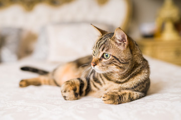 Fototapeta na wymiar Beautiful short hair cat lying on the bed at home